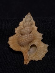 Gyrineum pulchellum