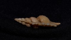 Gyrineum pulchellum