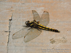 Orthetrum japonicum