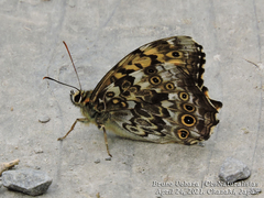 Neope goschkevitschii