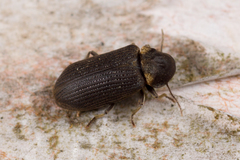 Hadrobregmus pertinax