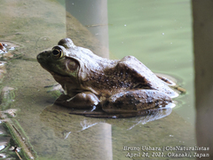 Lithobates catesbeianus