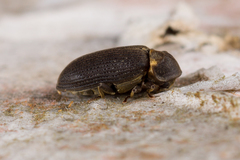 Hadrobregmus pertinax