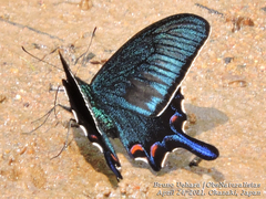 Papilio dehaanii