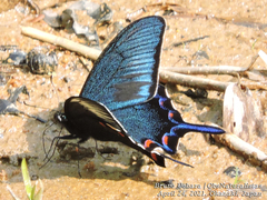 Papilio dehaanii