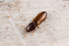 Rhizophagus fenestralis