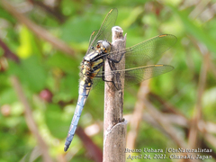 Orthetrum japonicum