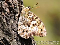 Neope goschkevitschii