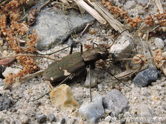 Cicindela japana