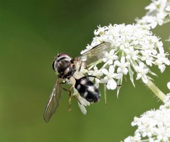 Leucozona xylotoides