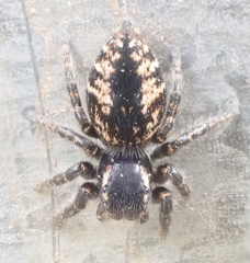 Philaeus chrysops