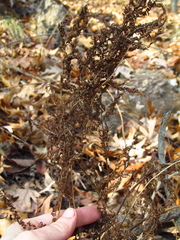 Woodsia obtusa