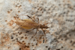 Berytinae