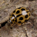 16-spot Ladybird - Photo (c) Nikolai Vladimirov, some rights reserved (CC BY-NC), uploaded by Nikolai Vladimirov