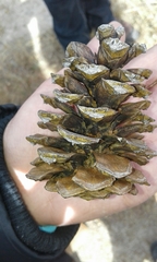 Pinus cooperi