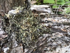 Cladonia transcendens