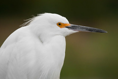 Egretta thula thula