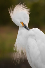 Egretta thula thula