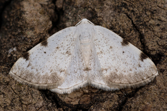 Lomographa bimaculata