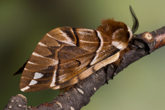 Endromis versicolora