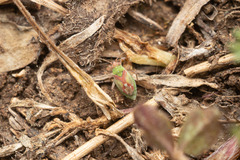 Conostethus venustus