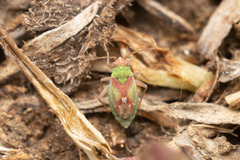 Conostethus venustus