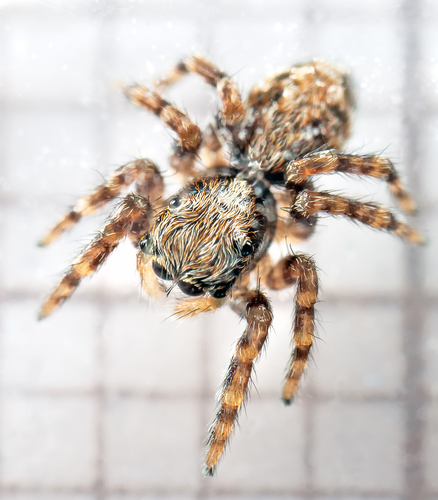 House Jumping Spider