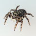 House Jumping Spider - Photo (c) Didier Descouens, some rights reserved (CC BY-SA)