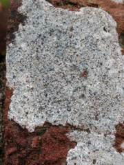 Porpidia soredizodes