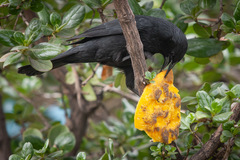 Curaeus curaeus curaeus