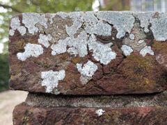 Porpidia soredizodes