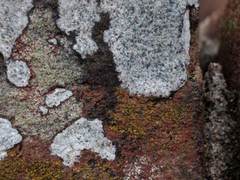 Porpidia soredizodes