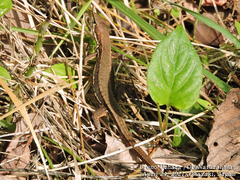 Takydromus tachydromoides