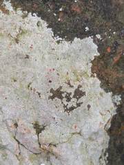 Trapelia placodioides