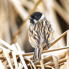 Reed Bunting photo 6