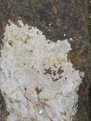 Trapelia placodioides