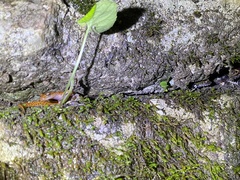 Plethodon petraeus