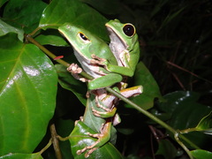 Phyllomedusa camba