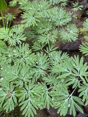 Dicentra canadensis