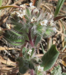 Phacelia phacelioides