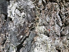 Cladonia transcendens