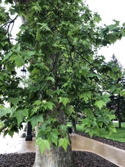 Platanus × hispanica
