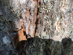 Cladonia transcendens