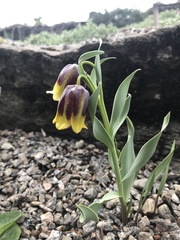 Fritillaria michailovskyi