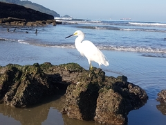 Egretta thula