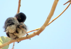 Curruca melanocephala