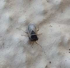 Geocoris megacephalus