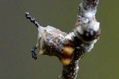Limenitis arthemis astyanax