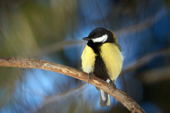 Parus major
