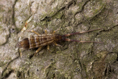 Orchesella flavescens